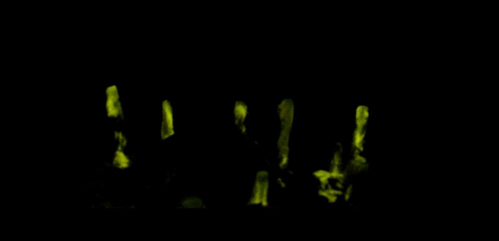 Photo Flying phosphorus and shooting stars